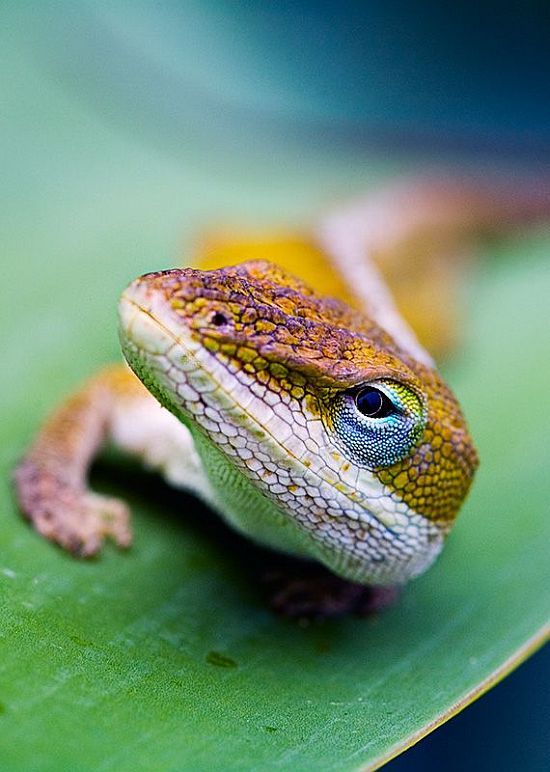 Macro photography. The best of the best (85 pics)
