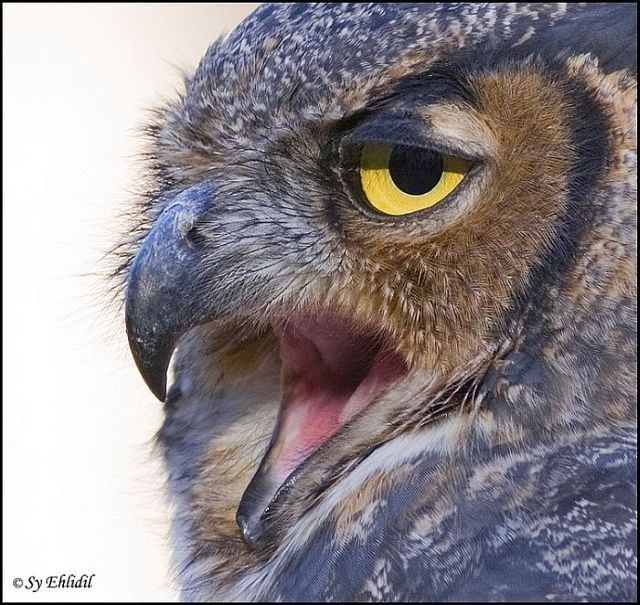 Macro photography. The best of the best (85 pics)