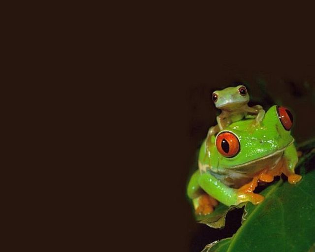Macro photography. The best of the best (85 pics)