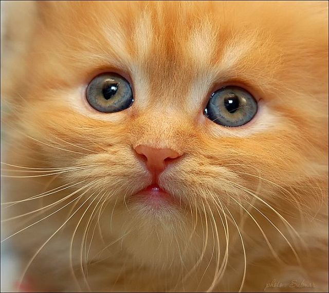 Macro photography. The best of the best (85 pics)