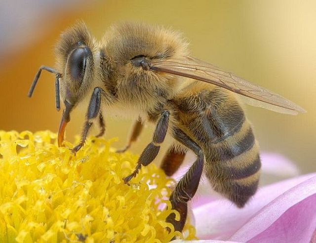 Macro photography. The best of the best (85 pics)
