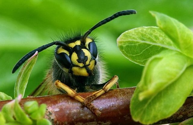 Macro photography. The best of the best (85 pics)