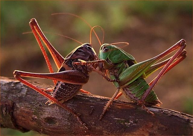 Macro photography. The best of the best (85 pics)