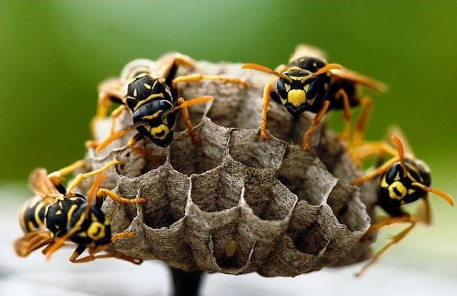 Macro photography. The best of the best (85 pics)