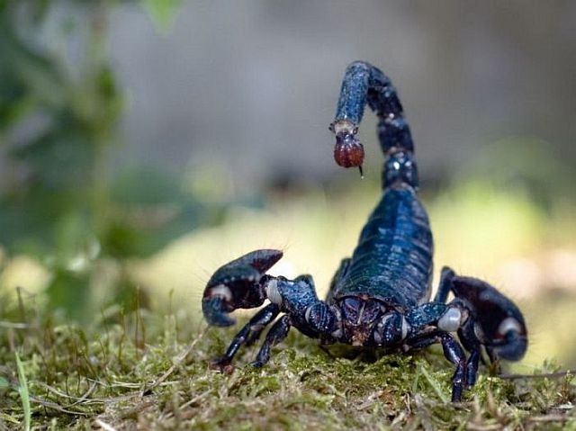 Macro photography. The best of the best (85 pics)