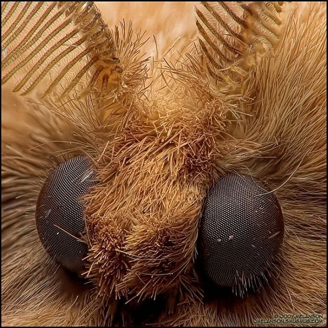 Macro photography. The best of the best (85 pics)