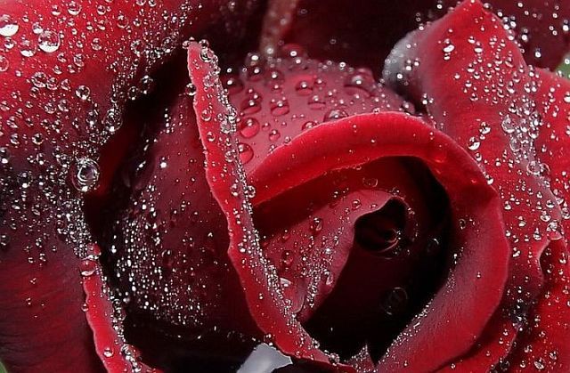 Macro photography. The best of the best (85 pics)