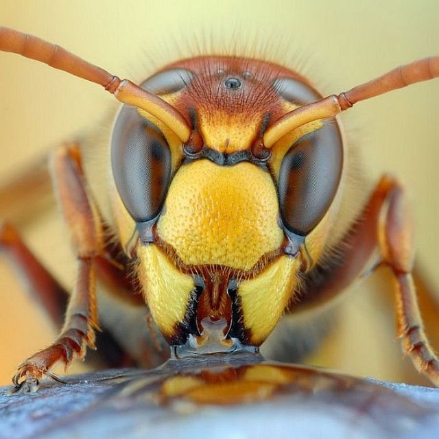 Macro photography. The best of the best (85 pics)