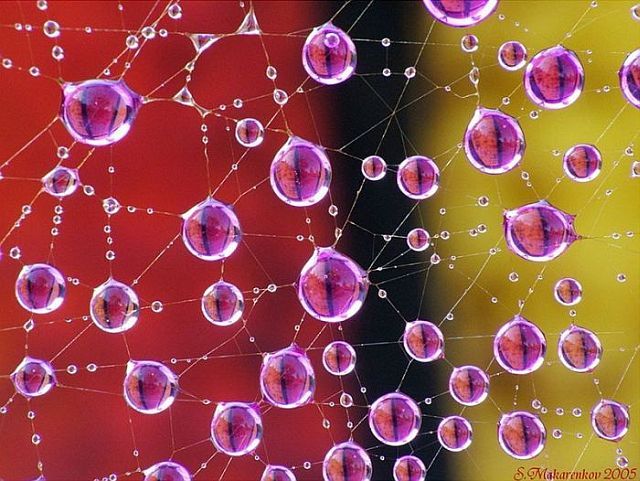 Macro photography. The best of the best (85 pics)