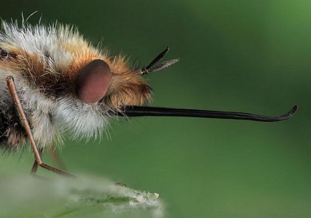 Macro photography. The best of the best (85 pics)