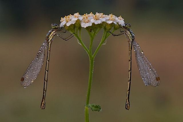 Macro photography. The best of the best (85 pics)