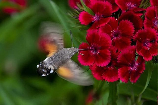 Macro photography. The best of the best (85 pics)