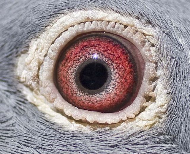 Macro photography. The best of the best (85 pics)