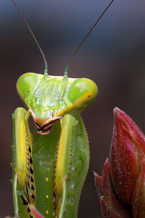 Macro photography. The best of the best (85 pics)
