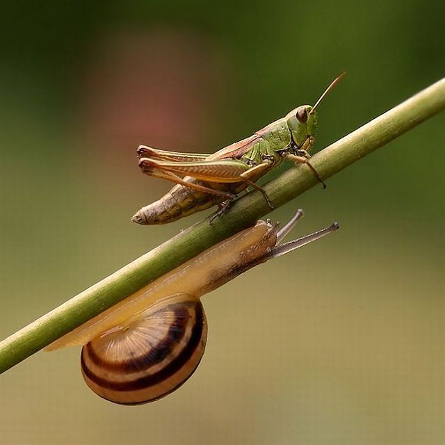 Macro photography. The best of the best (85 pics)