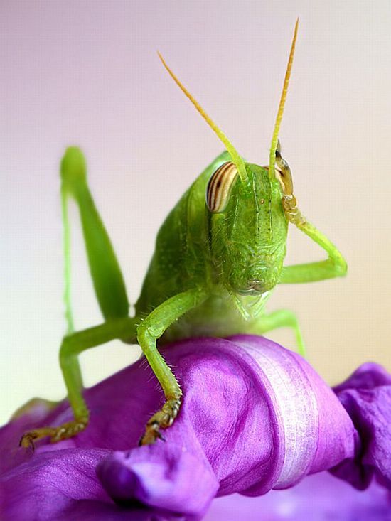 Macro photography. The best of the best (85 pics)