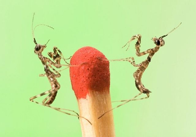 Macro photography. The best of the best (85 pics)