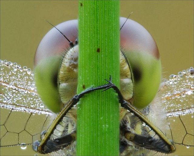 Macro photography. The best of the best (85 pics)
