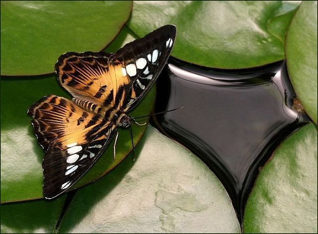 Macro photography. The best of the best (85 pics)