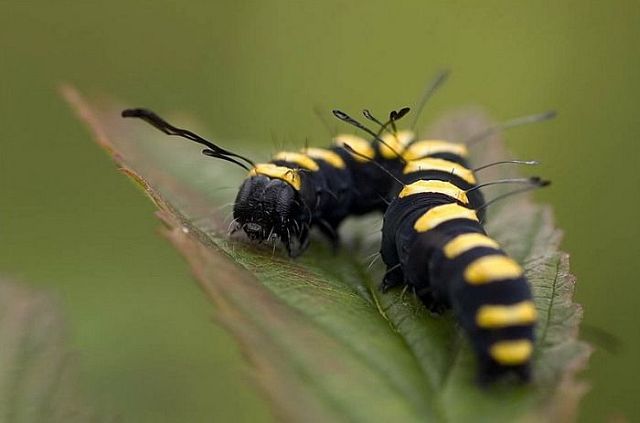 Macro photography. The best of the best (85 pics)