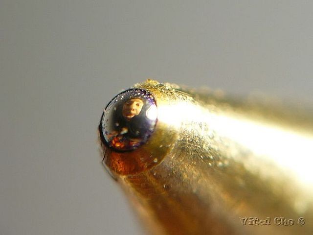 Macro photography. The best of the best (85 pics)
