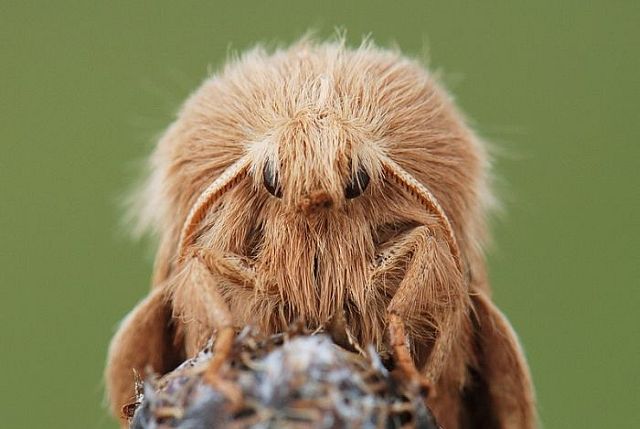 Macro photography. The best of the best (85 pics)