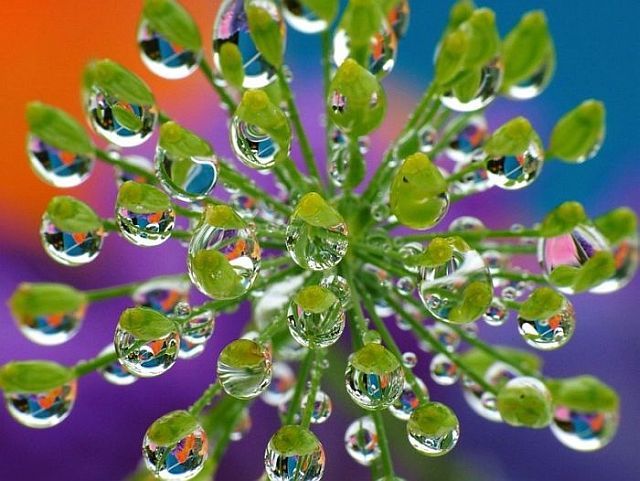 Macro photography. The best of the best (85 pics)