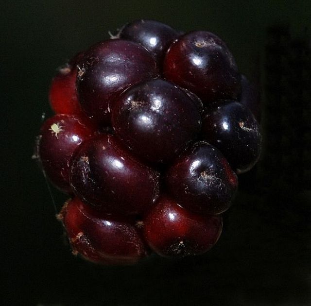 Macro photography. The best of the best (85 pics)