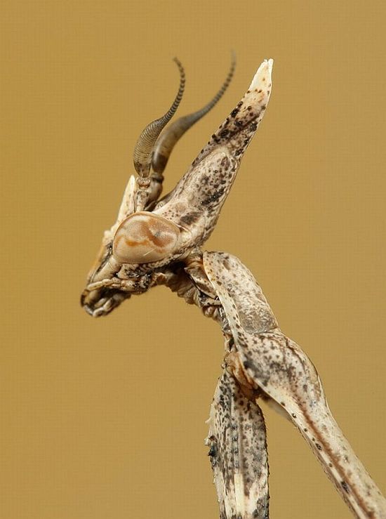 Macro photography. The best of the best (85 pics)