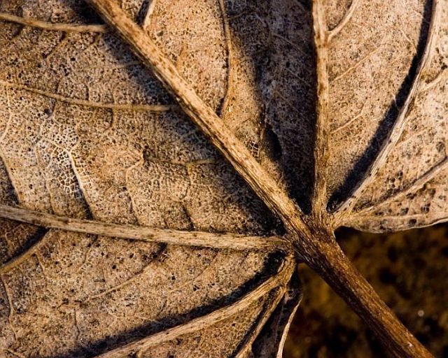 Macro photography. The best of the best (85 pics)
