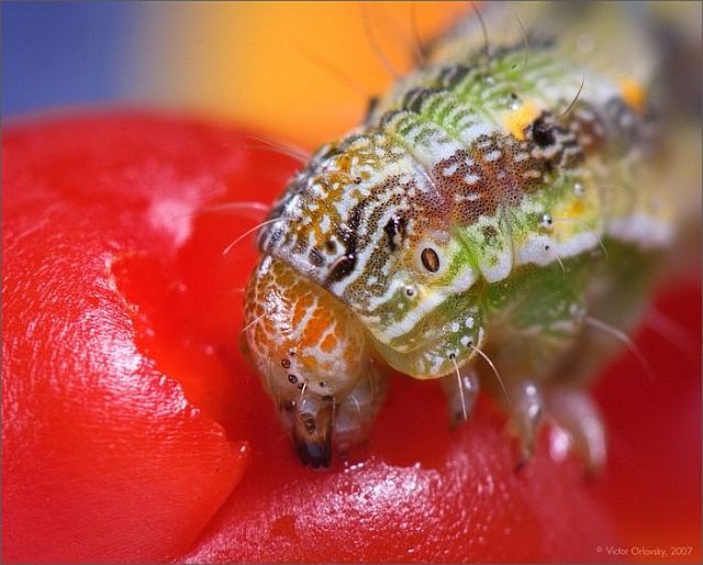 Macro photography. The best of the best (85 pics)