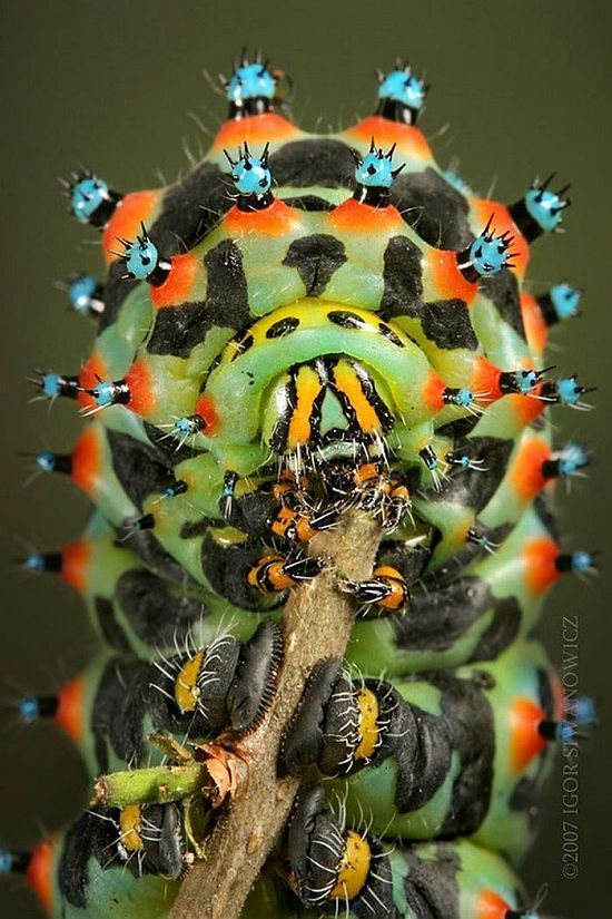 Macro photography. The best of the best (85 pics)