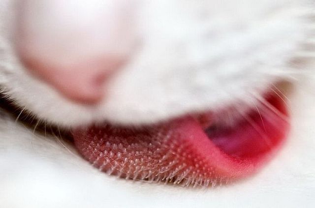 Macro photography. The best of the best (85 pics)