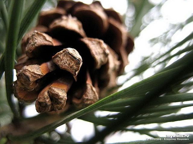 Macro photography. The best of the best (85 pics)