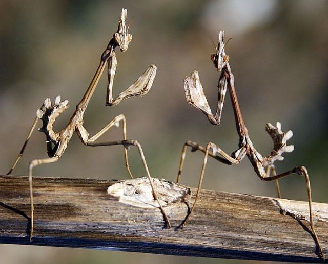 Macro photography. The best of the best (85 pics)