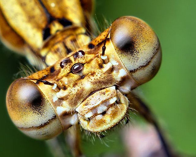 Macro photography. The best of the best (85 pics)