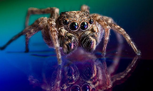 Macro photography. The best of the best (85 pics)