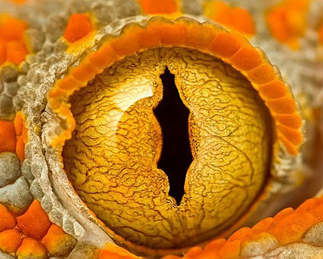 Macro photography. The best of the best (85 pics)