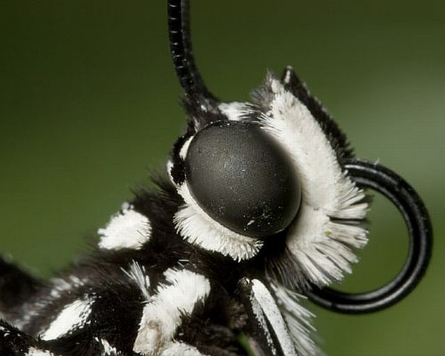 Macro photography. The best of the best (85 pics)