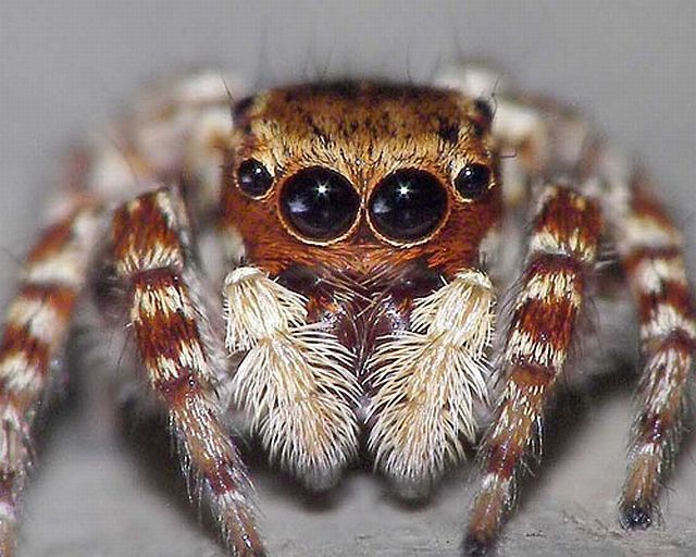 Macro photography. The best of the best (85 pics)