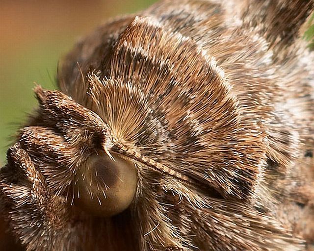 Macro photography. The best of the best (85 pics)