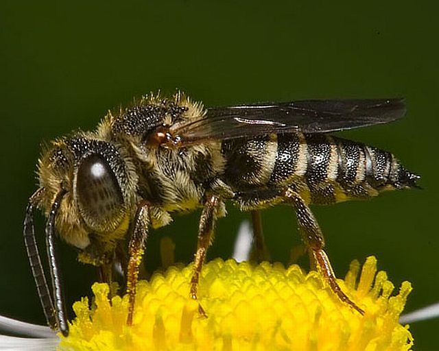 Macro photography. The best of the best (85 pics)