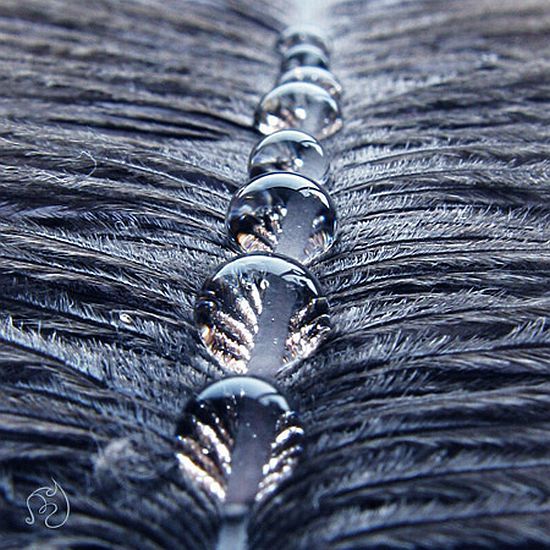 Macro photography. The best of the best (85 pics)