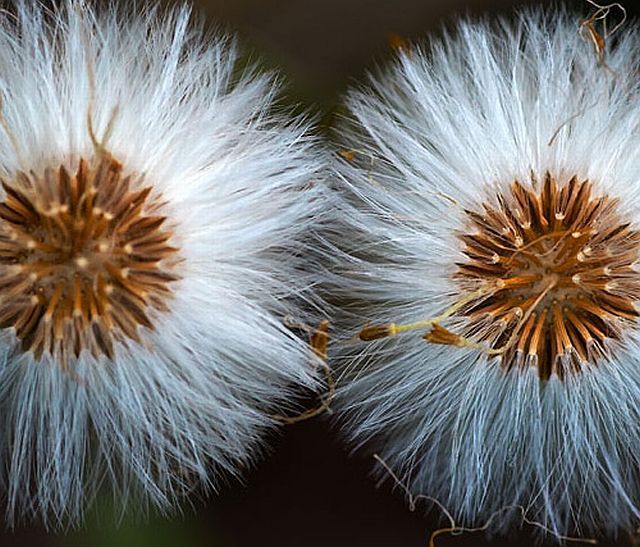 Macro photography. The best of the best (85 pics)