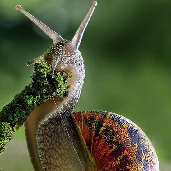 Macro photography. The best of the best (85 pics)
