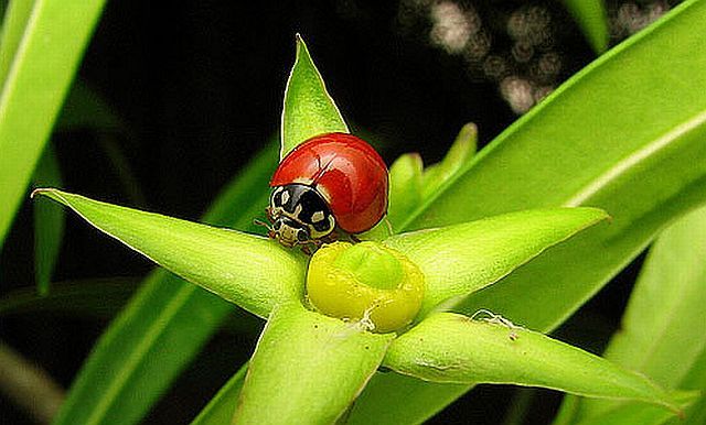 Macro photography. The best of the best (85 pics)