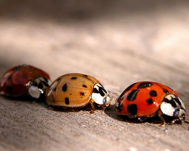 Macro photography. The best of the best (85 pics)
