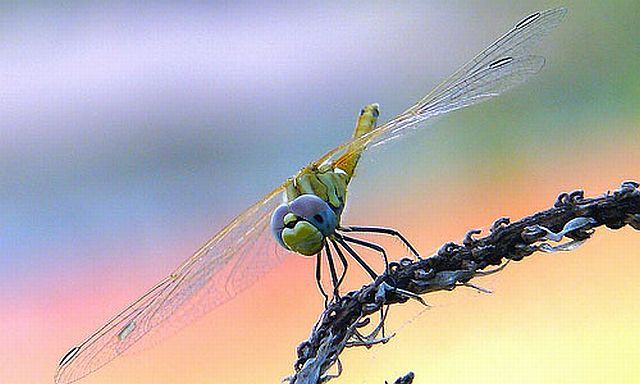Macro photography. The best of the best (85 pics)