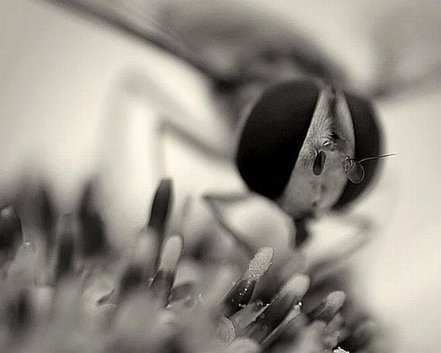 Macro photography. The best of the best (85 pics)