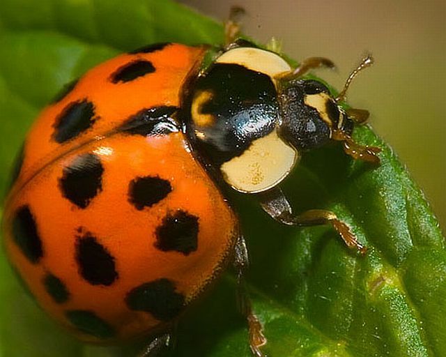 Macro photography. The best of the best (85 pics)